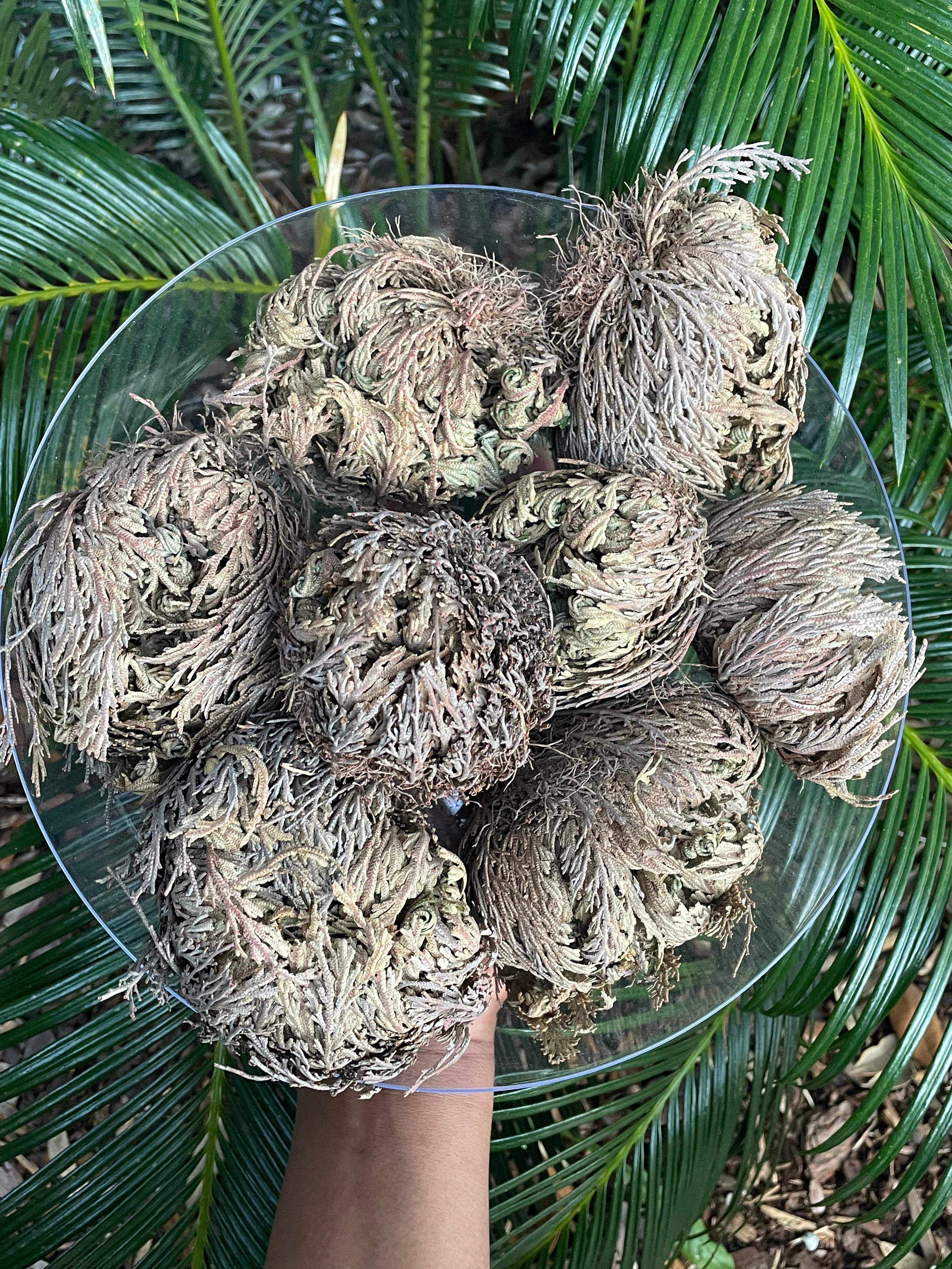 Rose of Jericho (Resurrection Plant) – Soul Gifted Life